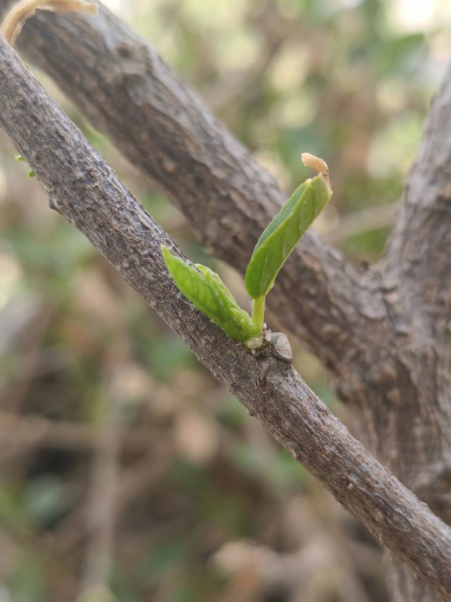 A close-up of a branch with a small green leaf sprouting from it, surrounded by blurred greenery in the background.