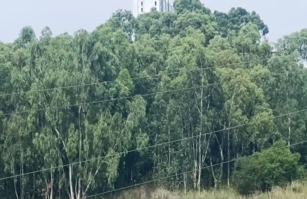 A view of lush green eucalyptus trees with a tall building partially visible in the background and power lines running through the scene.